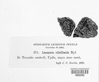 Athallia vitellinula image